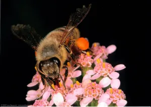 Serie de fotos la abeja y las flores