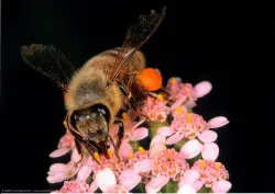 Série photo "L'abeille et les fleurs"