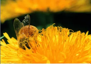 Série de photos "l'abeille et les fleurs