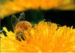 Serie de fotos la abeja y las flores