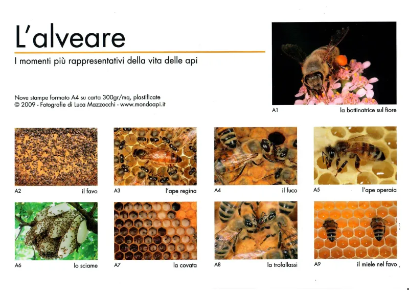 Photo series "The bee and the hive"