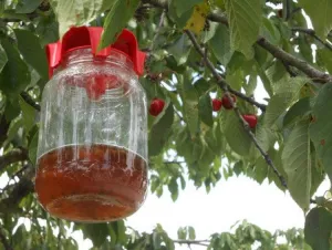 RED-Falle Glasfalle für Drosophila Suzukii für 1-kg-Honiggläser (Packung mit 2 Stück)