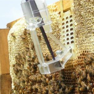 PICK QUEEN with fork to block queen for beekeeping