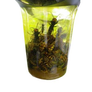 Vespa trap - trappola per vespa velutina (trappola per insetti)