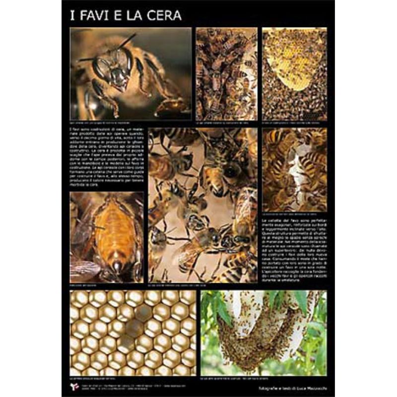 Poster fotografico "I favi e la cera" 60x90 cm