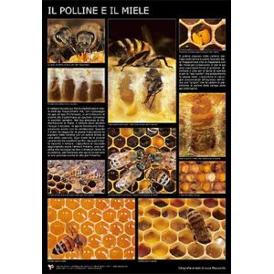 Poster photo "pollen et miel" 60x90 cm