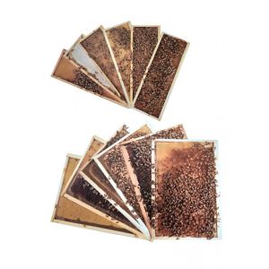 Photographic Kit Frames for Didactic Beehive D.B. from 6 or 10 honeycombs