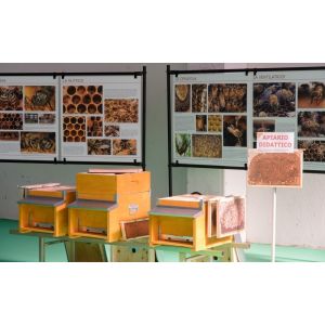 Dadant 10-frame educational beehive frames photo kit