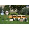 Dadant 10-frame educational beehive frames photo kit