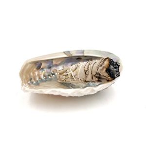 Abalone-Schale 15/16 cm