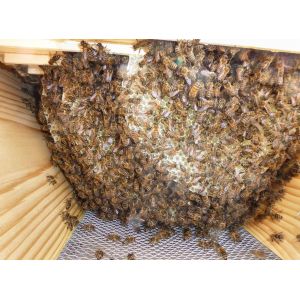 Komplette Bienenbeute mit Glasscheiben und Innenstäben (Rähmchen)